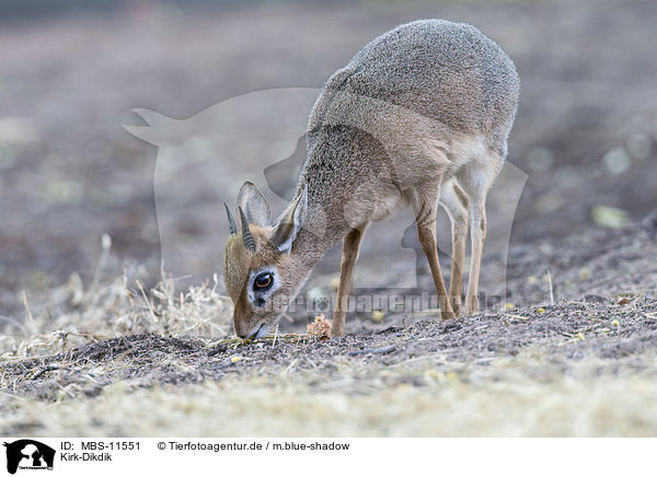 Kirk-Dikdik / Kirk's dik-dik / MBS-11551