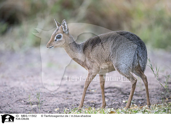 Kirk-Dikdik / Kirk's dik-dik / MBS-11562