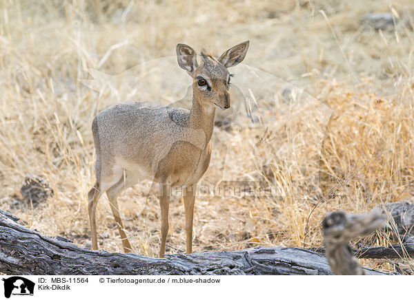 Kirk-Dikdik / Kirk's dik-dik / MBS-11564