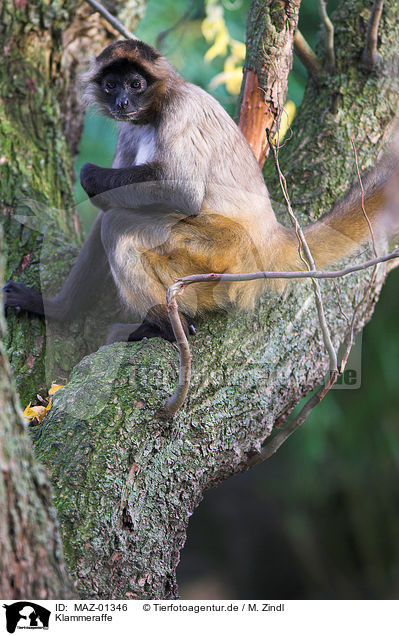 Klammeraffe / spider monkey / MAZ-01346
