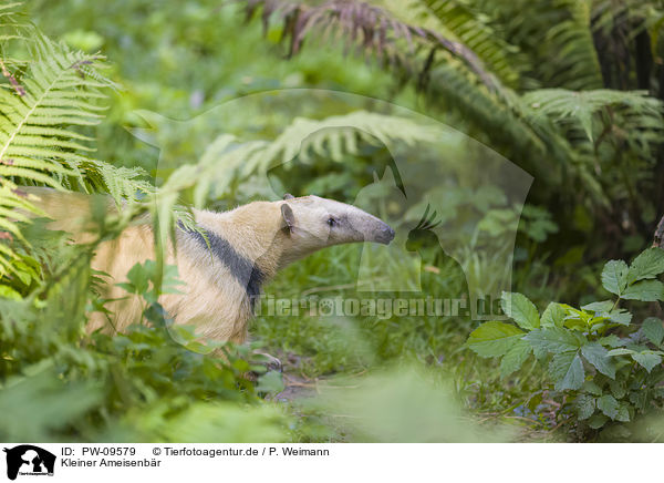 Kleiner Ameisenbr / tamandua / PW-09579