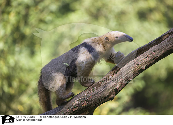 Kleiner Ameisenbr / tamandua / PW-09587