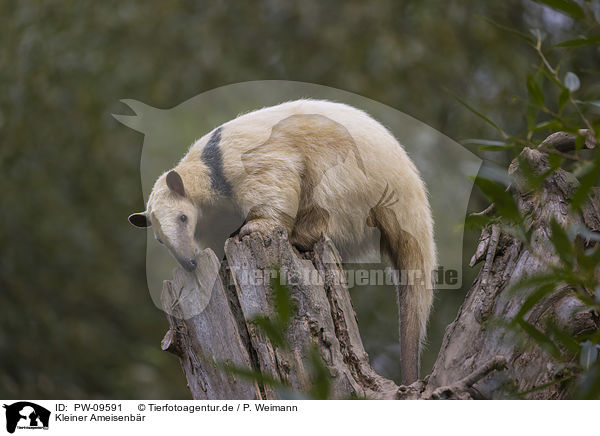 Kleiner Ameisenbr / tamandua / PW-09591