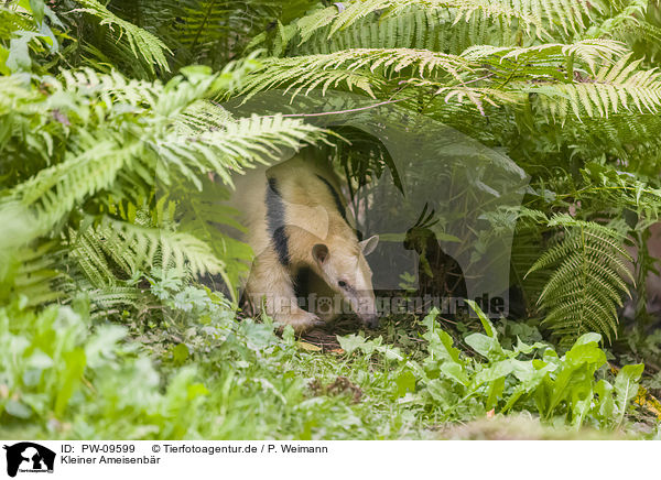 Kleiner Ameisenbr / tamandua / PW-09599