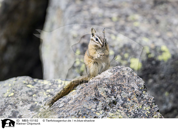 Kleiner Chipmunk / Least chipmunk / MBS-10192