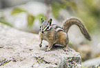 Kleiner Chipmunk