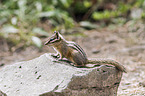 Kleiner Chipmunk