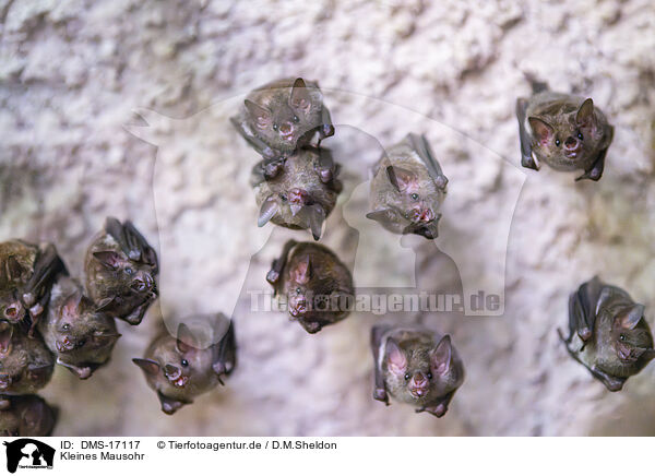 Kleines Mausohr / DMS-17117