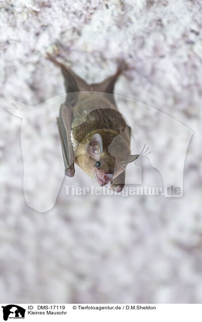 Kleines Mausohr / DMS-17119