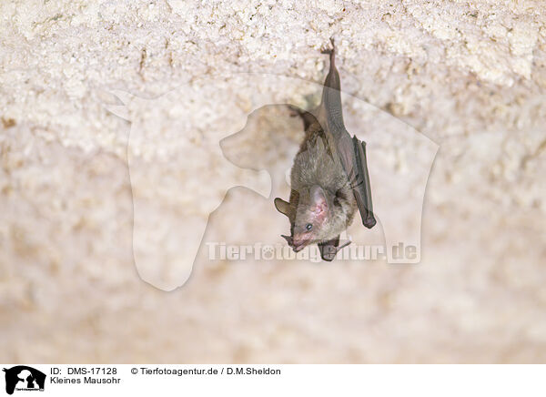 Kleines Mausohr / Lesser mouse-eared bat / DMS-17128