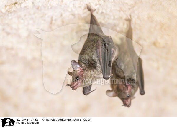 Kleines Mausohr / Lesser mouse-eared bat / DMS-17132