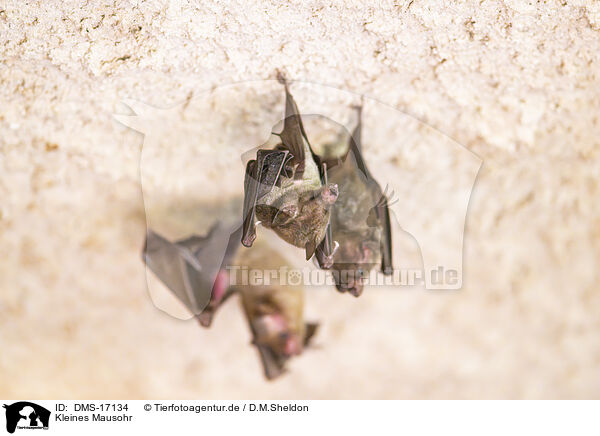 Kleines Mausohr / DMS-17134