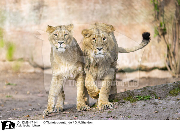 Asiatischer L�we / Asiatic lion / DMS-17141