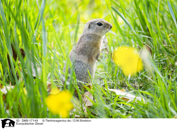 Europ�ischer Ziesel / european Ziesel / DMS-17149