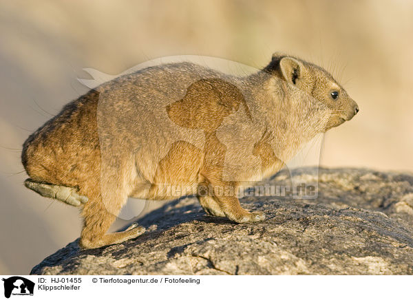Klippschleifer / Dassie / HJ-01455