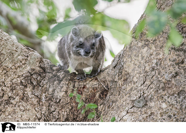 Klippschliefer / dassie / MBS-11574