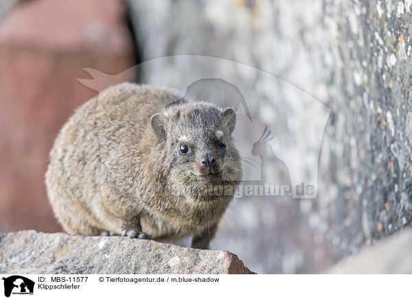 Klippschliefer / dassie / MBS-11577