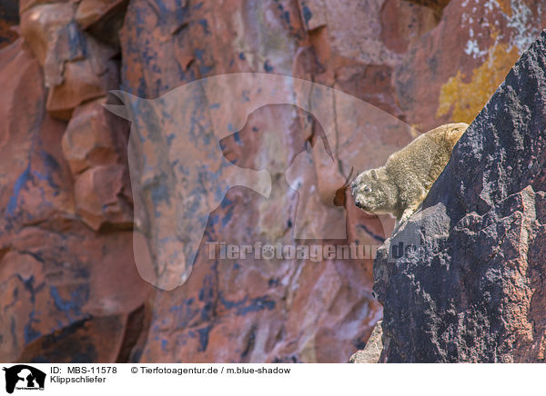 Klippschliefer / dassie / MBS-11578