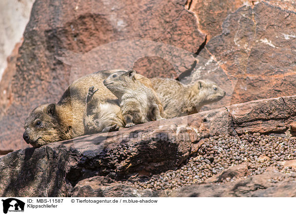 Klippschliefer / dassie / MBS-11587