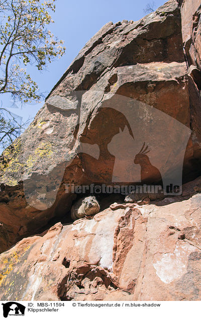 Klippschliefer / MBS-11594