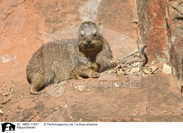 Klippschliefer / dassie / MBS-11601