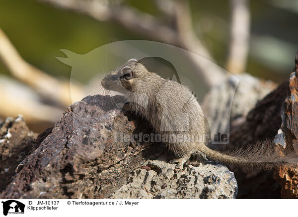 Klippschliefer / dassie / JM-10137