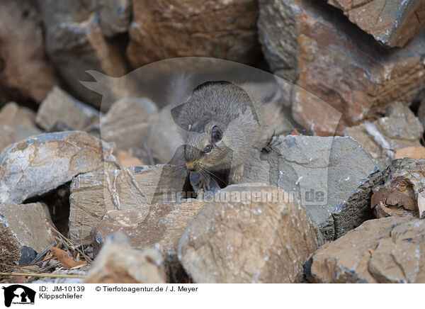 Klippschliefer / JM-10139