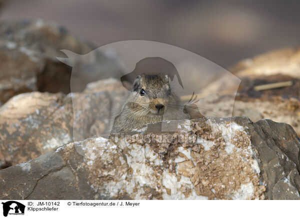 Klippschliefer / JM-10142