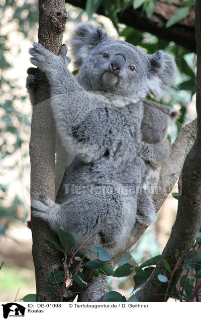 Koalas / Koala bears / DG-01098