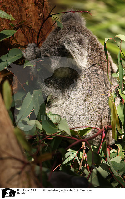 Koala / DG-01111
