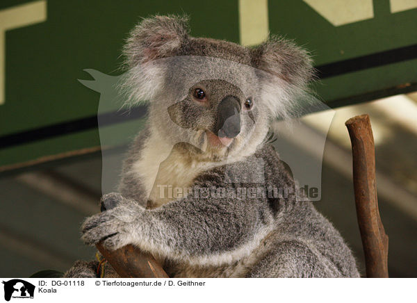 Koala / Koala bear / DG-01118