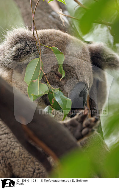 Koala / DG-01123