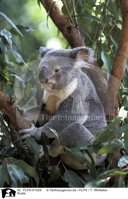 Koala / koala bear / FLPA-01028