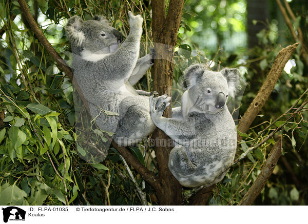 Koalas / koala bears / FLPA-01035