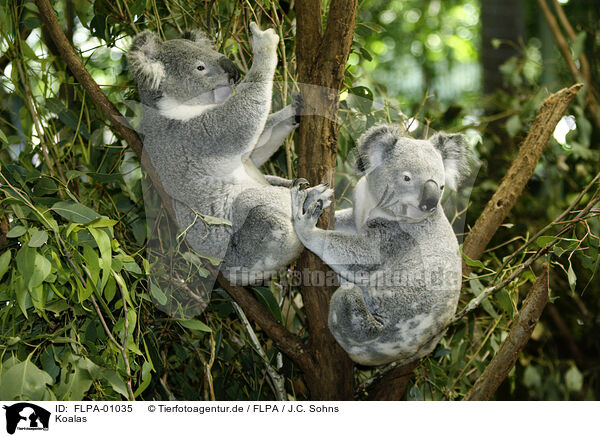 Koalas / FLPA-01035