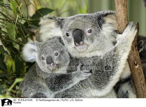 Koalas / koala bears / FLPA-01039