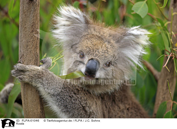 Koala / FLPA-01046