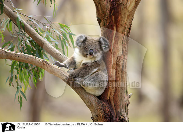 Koala / FLPA-01051