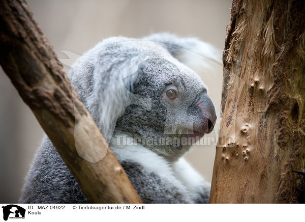 Koala / MAZ-04922