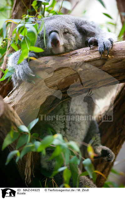 Koala / MAZ-04925