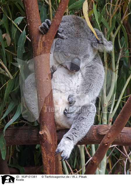 Koala / Koala / WJP-01381