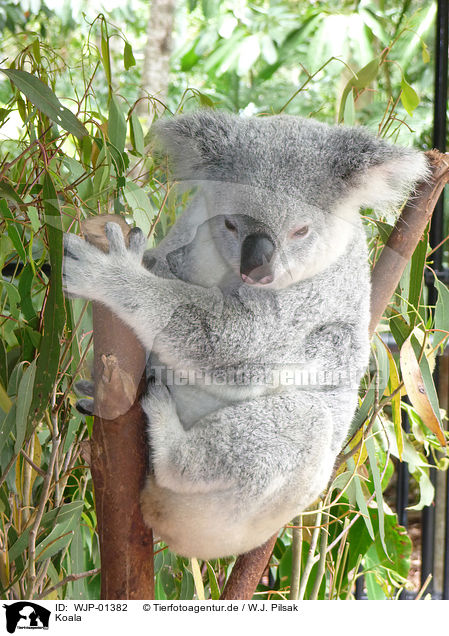 Koala / Koala / WJP-01382