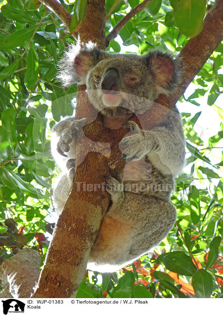 Koala / Koala / WJP-01383