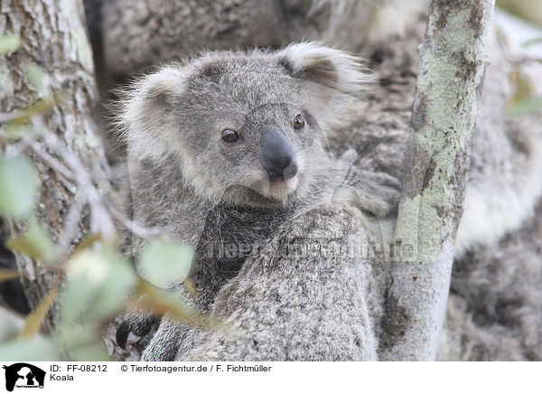 Koala / FF-08212