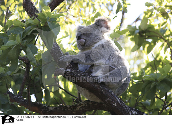 Koala / Koala / FF-08214