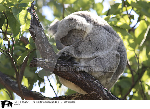 Koala / FF-08224