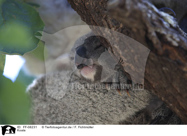Koala / FF-08231