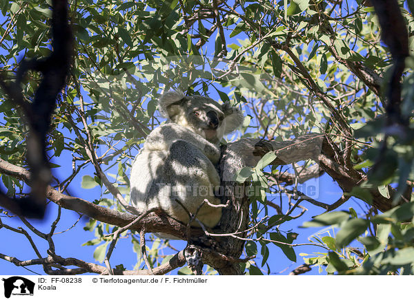 Koala / Koala / FF-08238
