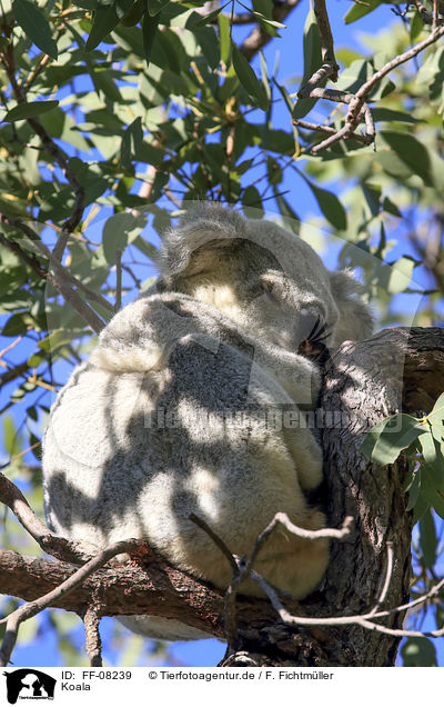 Koala / Koala / FF-08239