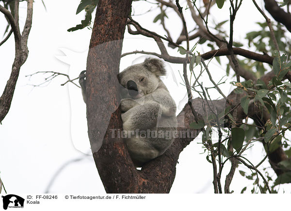Koala / FF-08246
